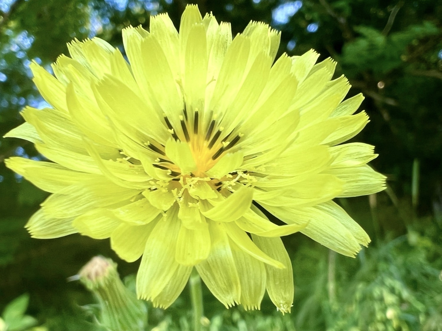 A close up image of a many petaled yellow flower with a darker yellow, orangish center that has 20 or so dark brown to black colored stamens, each tipped with a yellow anther. The tip of each petal is fringed. Dark green foliage of trees and bushes are visible behind the flower.