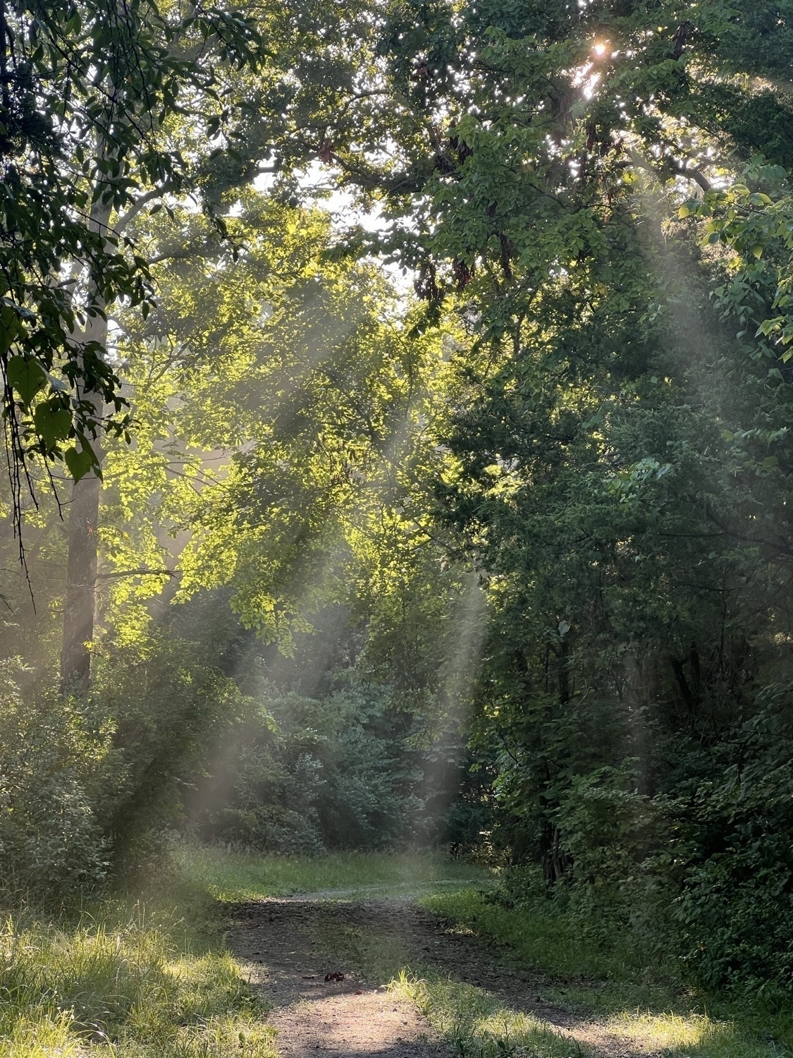 Morning sun rays shining through trees along a gravel road.