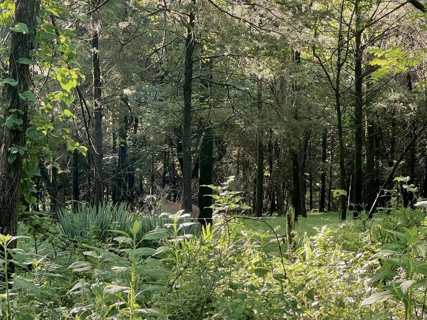 A lush green carpet of grass in the soft light of a woodland. Somewhat hidden but in plain view a whitetail deer looks out at the photographer. The image is frame by a foreground mix of tall native plants.