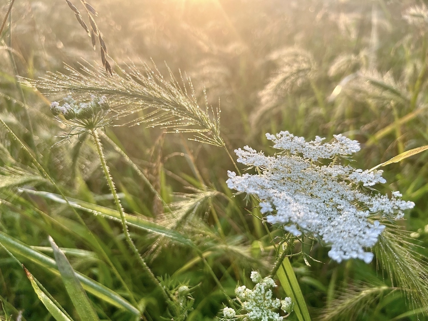 The gold light of the morning sun lights the top half of a close view of dew covered grasses. The image becomes more green in the lower half where a cluster of tiny white flowers forms a bowl-shaped flower of Queen Anne's Lace in the mid-right portion of the image.