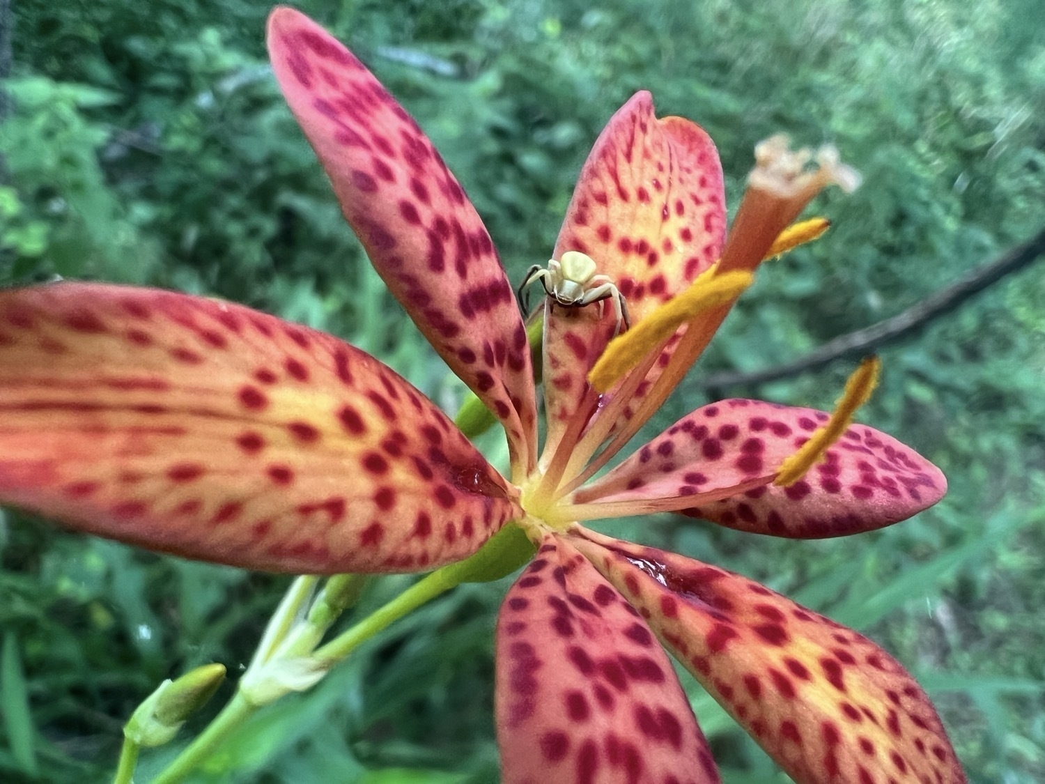 A peach colored flower with dark red spots covering its six elongated petals. There are three pollen covered yellow anthers rising from the center of the flower. The background is blurred dark green forest. A tiny pale yellow spider is sitting on one of the petals.