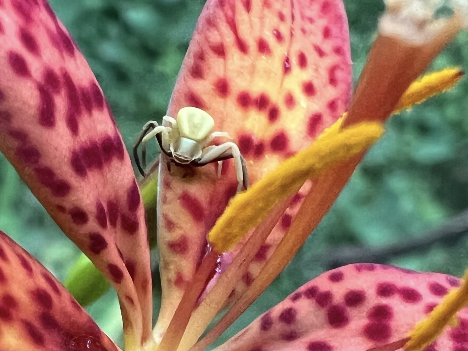A peach colored flower with dark red spots covering its six elongated petals. There are three pollen covered yellow anthers rising from the center of the flower. The background is blurred dark green forest. A tiny pale yellow spider is sitting on one of the petals.