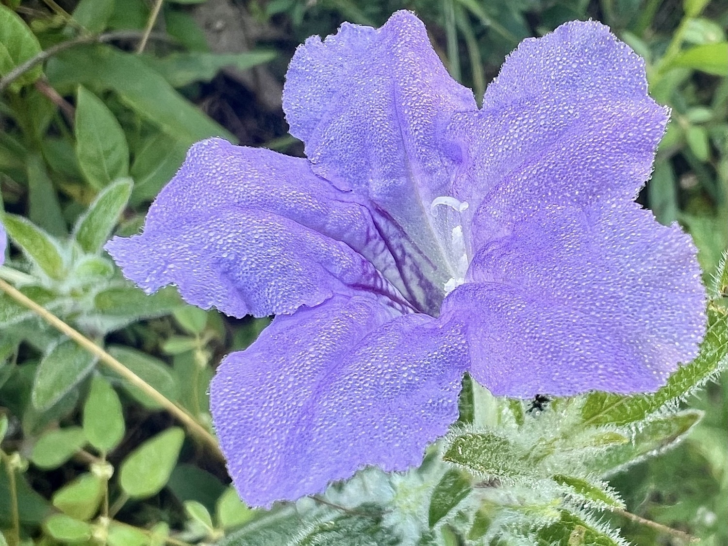 A pale purple flower with five large rounded petals. The center of the flower is white with darker purple lines. The flower is covered in dew droplets