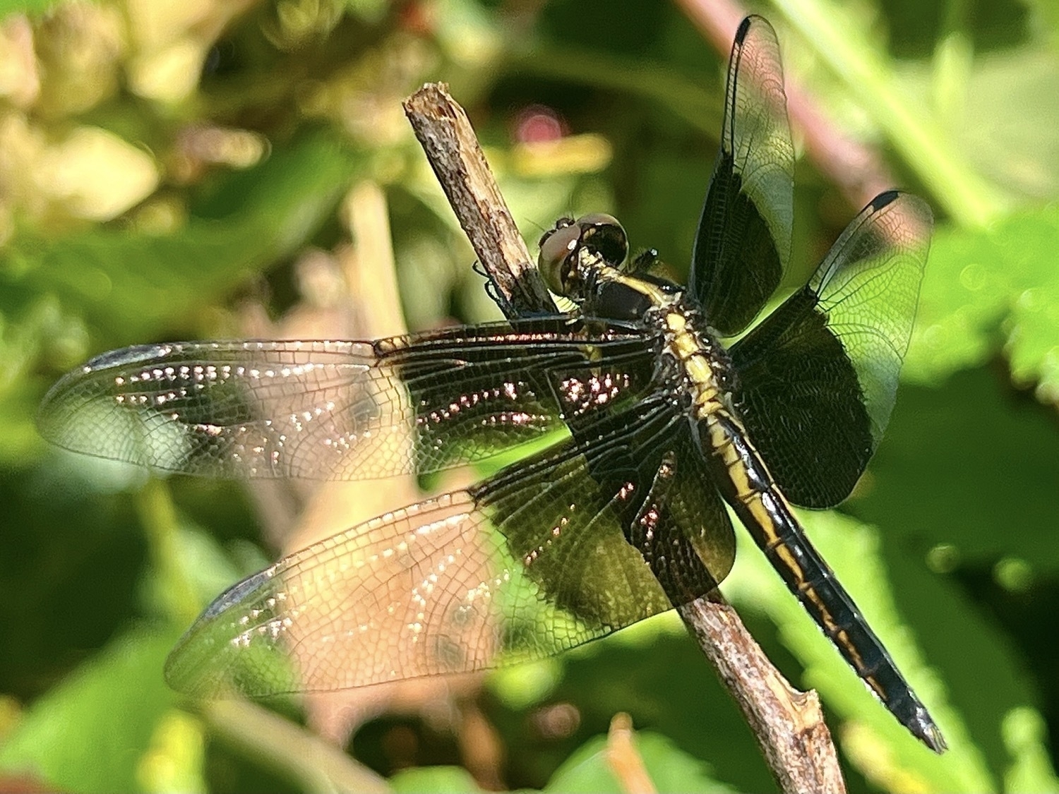A black and yellow dragonfly perched on a plant branch and photographed from behind showing the side. The four wings are translucent but half of each wing is black at the point they attach to the body.