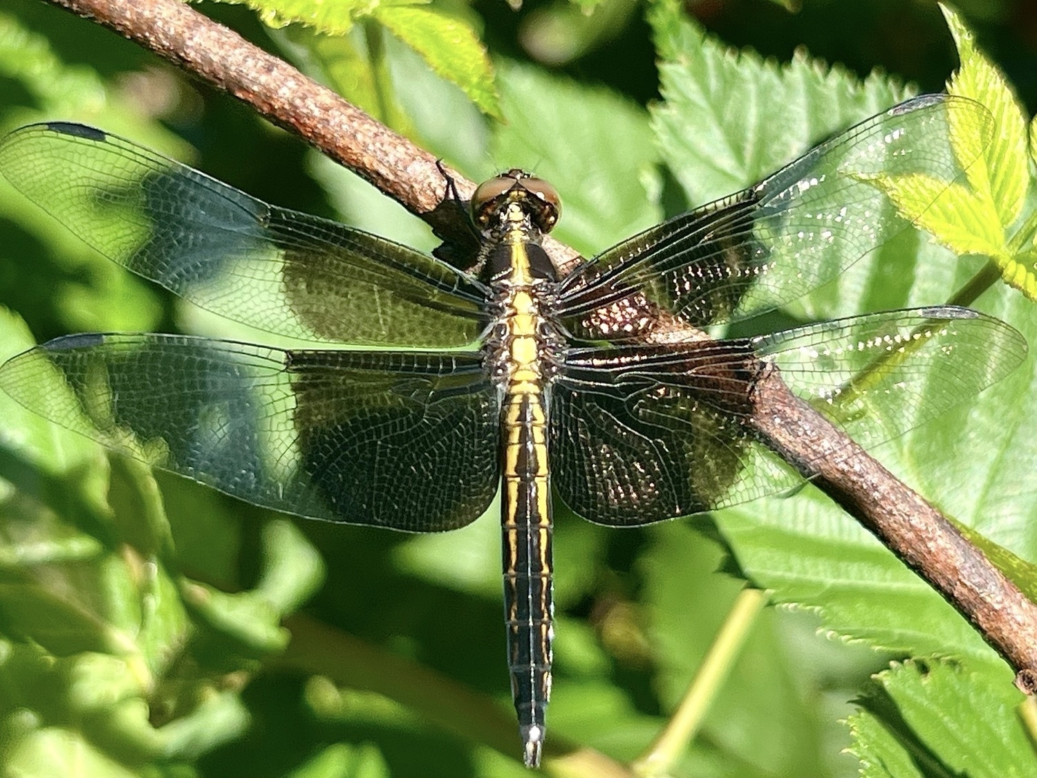 A black and yellow dragonfly perched on a plant branch and photographed from above. The four wings are translucent but half of each wing is black at the point they attach to the body.