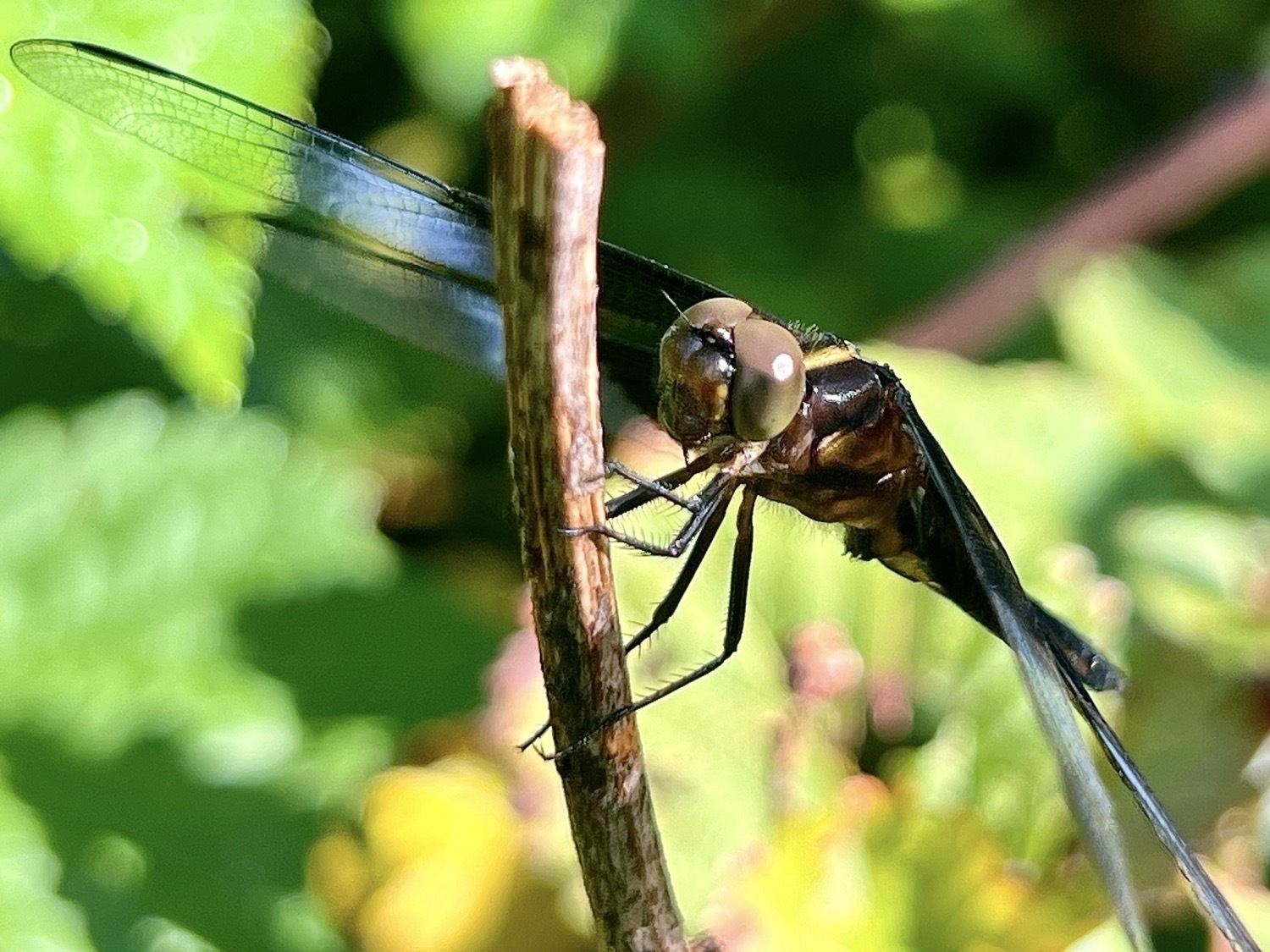 A black and yellow dragonfly perched on a plant branch and photographed from the front at an angle that nightlights the eyes and shows the side of the body. The four wings are less visible at the edge on angle of the photo.