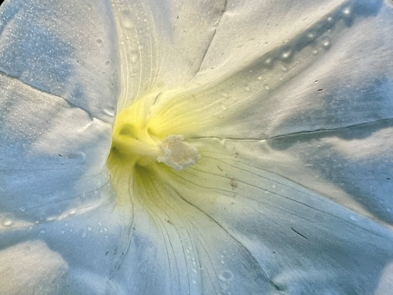 A whiteish flower with a yellow center is softly backlit by the morning sun and it seems to glow. Small dew droplets are visible on the petals.
