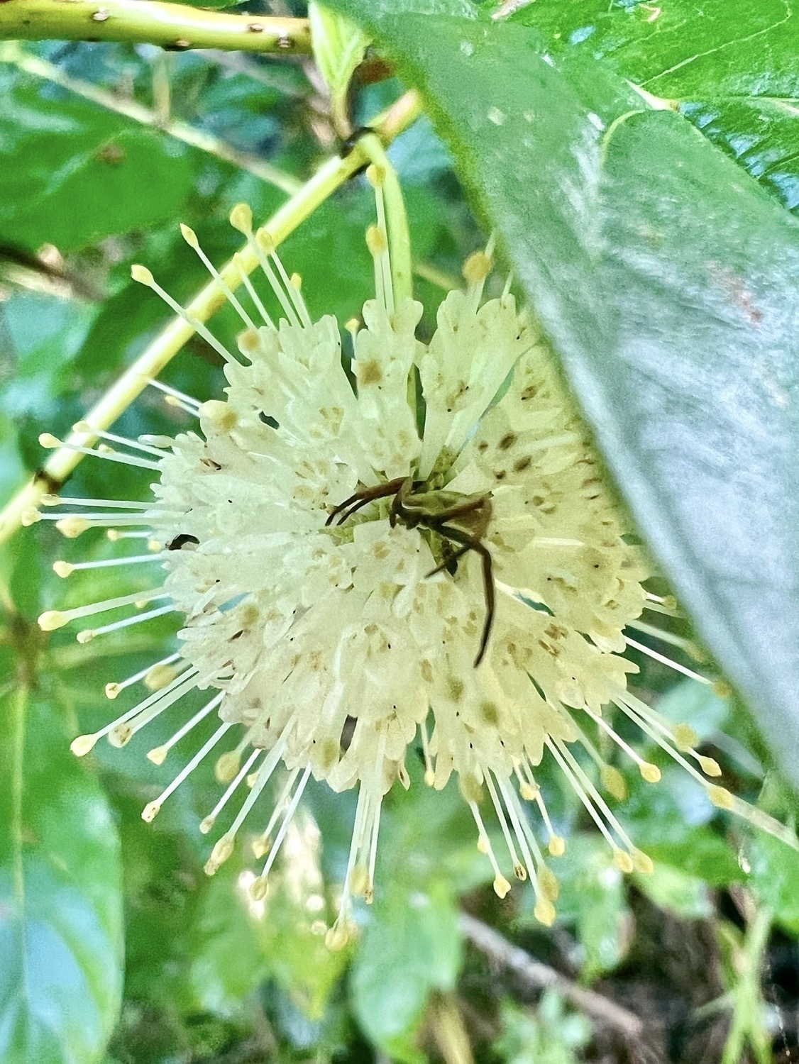 A small white ball-like cluster of small white flowers under green leaves. A small greenish-gray flower crab spider is perched on the top center of the sphere.