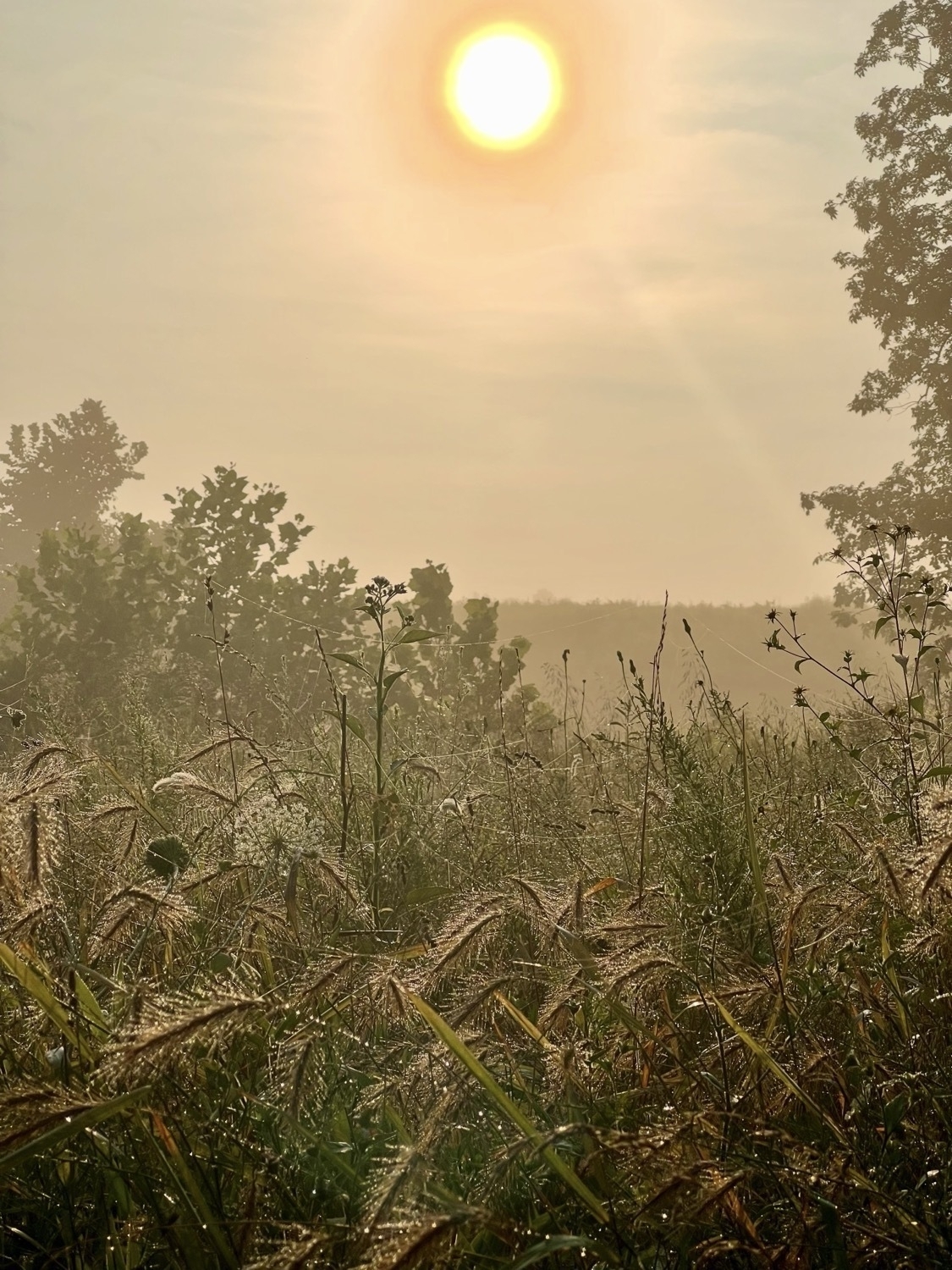 A somewhat foggy field of dew covered grasses and wildflowers is lit by golden morning sun