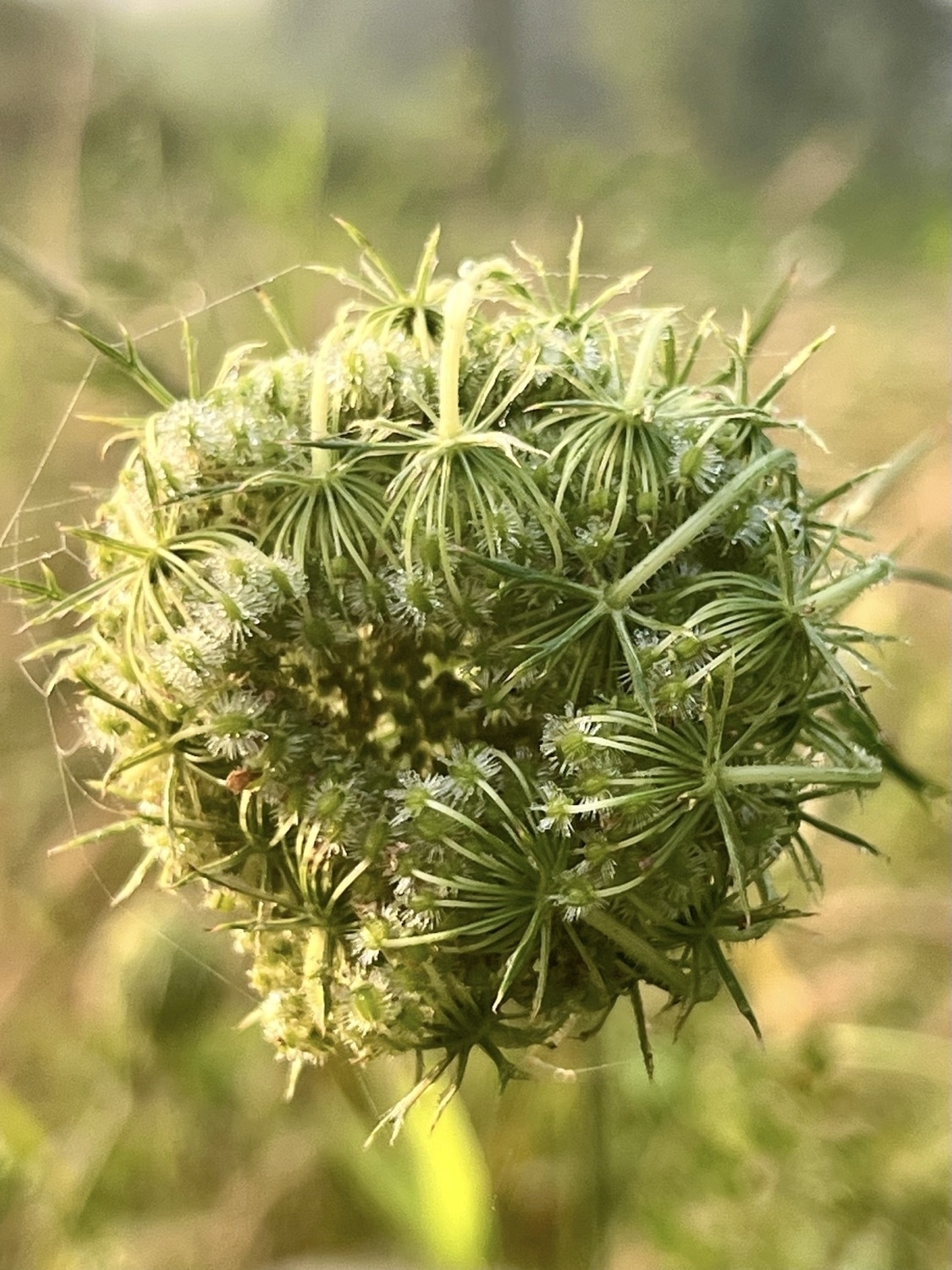 The green unopened flower cluster of Queen Anne’s Lace which consists of the many green stems folded in on themselves, forming a spherical shape