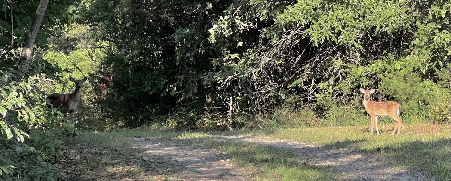 A gravel road is centered in the image and there are two deer on either side of the road. Just to the left near the edge is an adult doe and to the right of the road near the right side of image is her fawn. Both are looking at the camera. The background behind the deer is a mix of trees and shrubs.