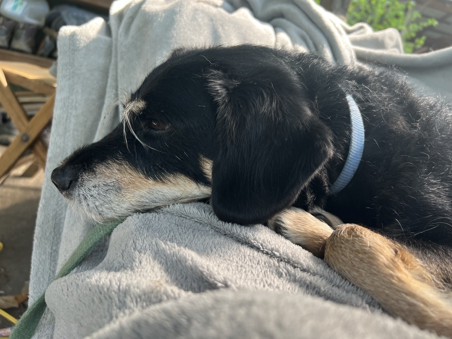 A short-haired black dog with brown feet and impressive white eyebrows lays on a gray blanket and gazes wistfully in front of him.