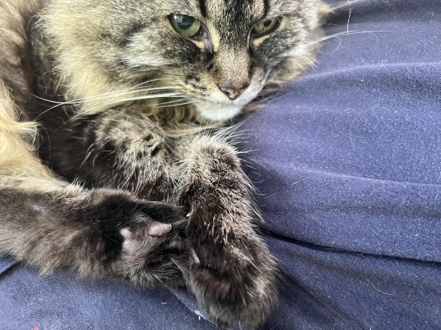 A long hair, brownish gray cat with black markings sitting on blue cloth