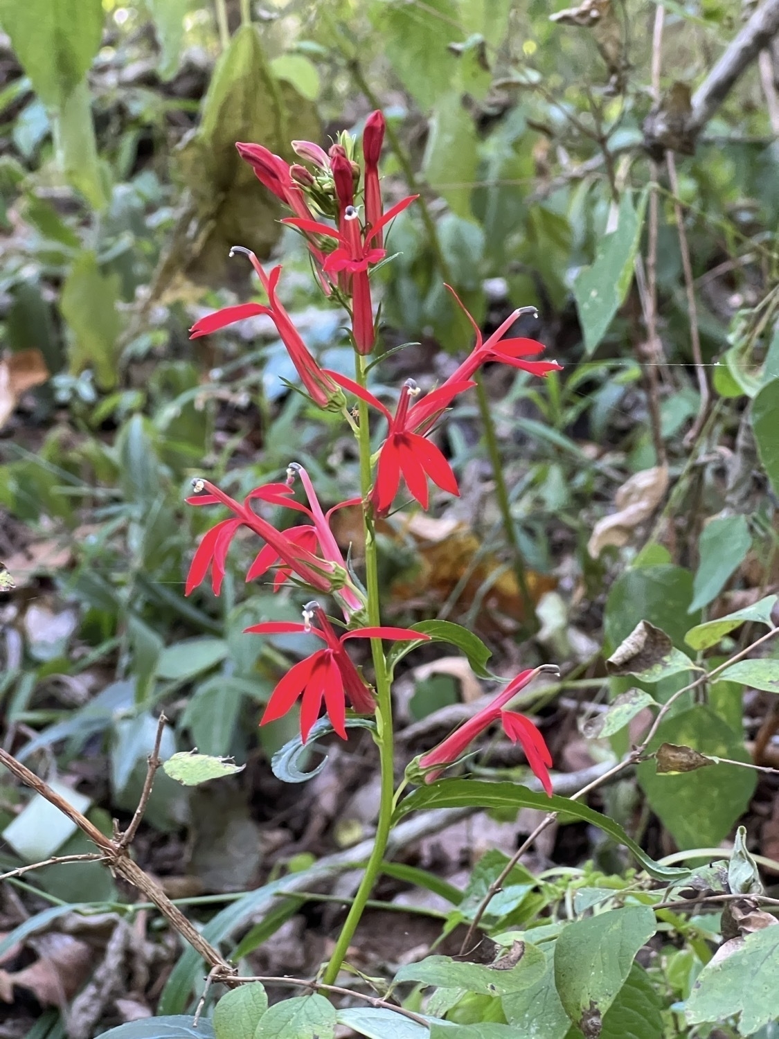 A close-up image of a stem of ten vibrant red flowers. The flowers are interesting and  somewhat complex. Each looks somewhat like a bird in flight. There are three lower petals that look like the tail of a bird, two petals each stretched upwards and sidways from the middle that look like wings. The central pistil looks like the body and head of the bird. What’s notable is that these flowers are an important and favorite food source of the ruby throated hummingbird which, while in flight and feeding, will resemble the flower.