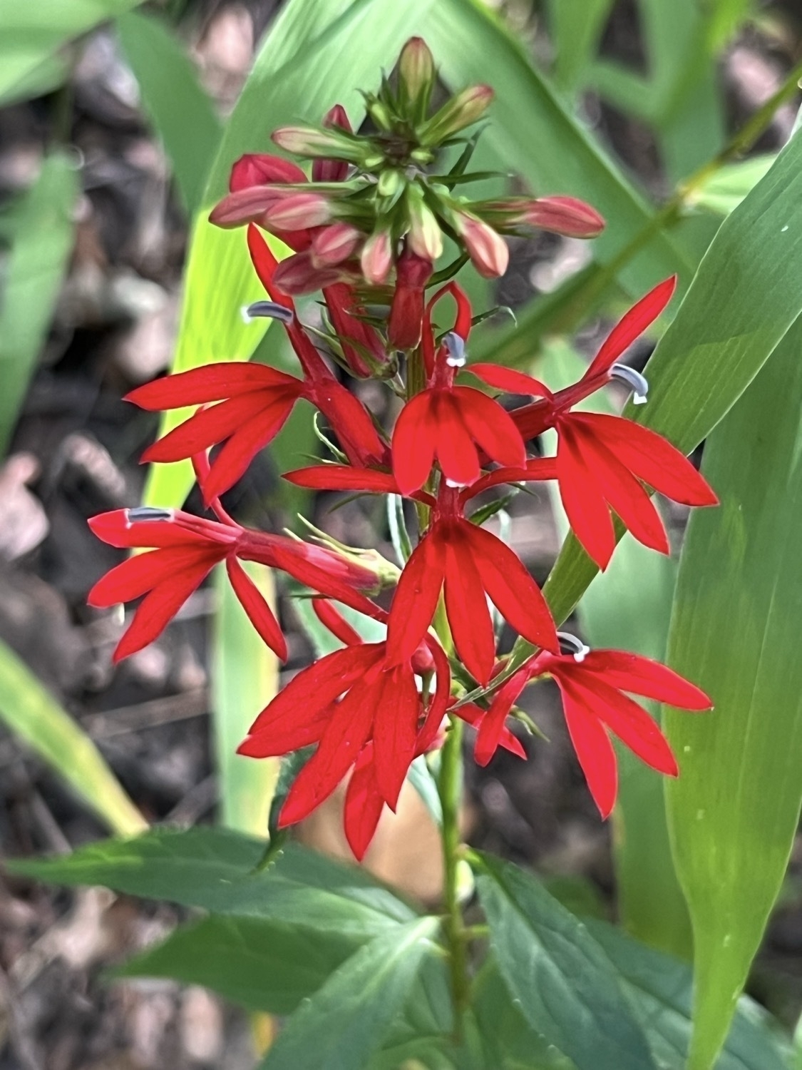 A close-up image of a stem of ten vibrant red flowers. The flowers are interesting and  somewhat complex. Each looks somewhat like a bird in flight. There are three lower petals that look like the tail of a bird, two petals each stretched upwards and sidways from the middle that look like wings. The central pistil looks like the body and head of the bird. What’s notable is that these flowers are an important and favorite food source of the ruby throated hummingbird which, while in flight and feeding, will resemble the flower.