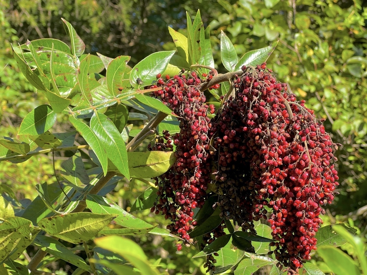 Several bunches of tiny red berries drooping down from a branch with pointed green leaves.