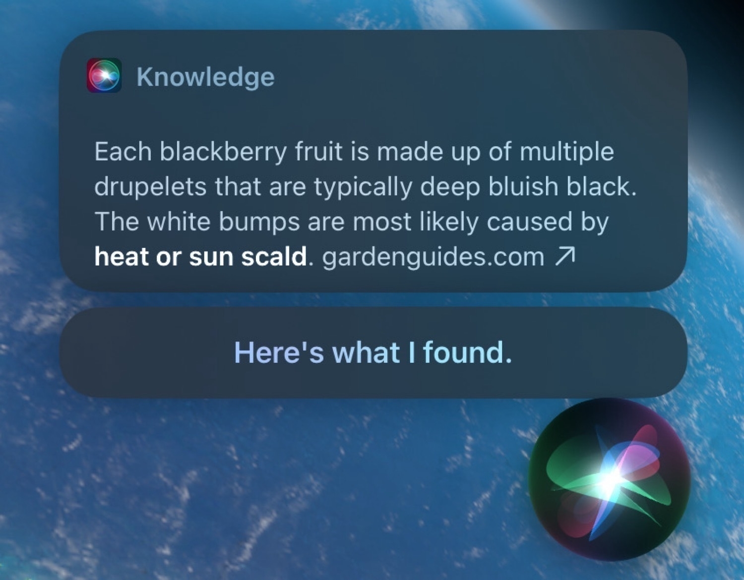 A screenshot of a Siri response with the following text: Each blackberry fruit is made up of multiple drupelets that are typically deep bluish black. The white bumps are most likely caused by heat or sun scald