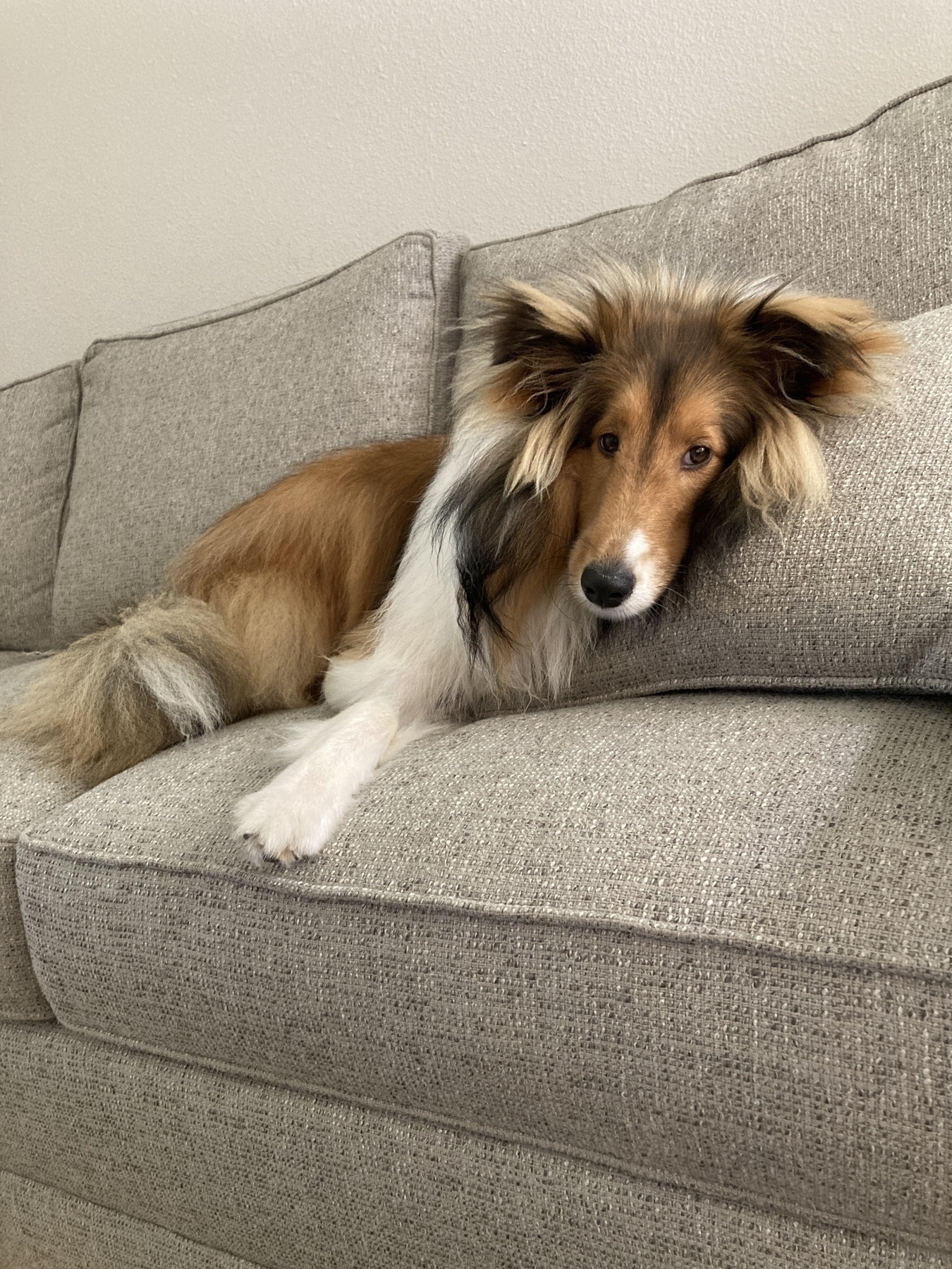 picture of sheltie dog