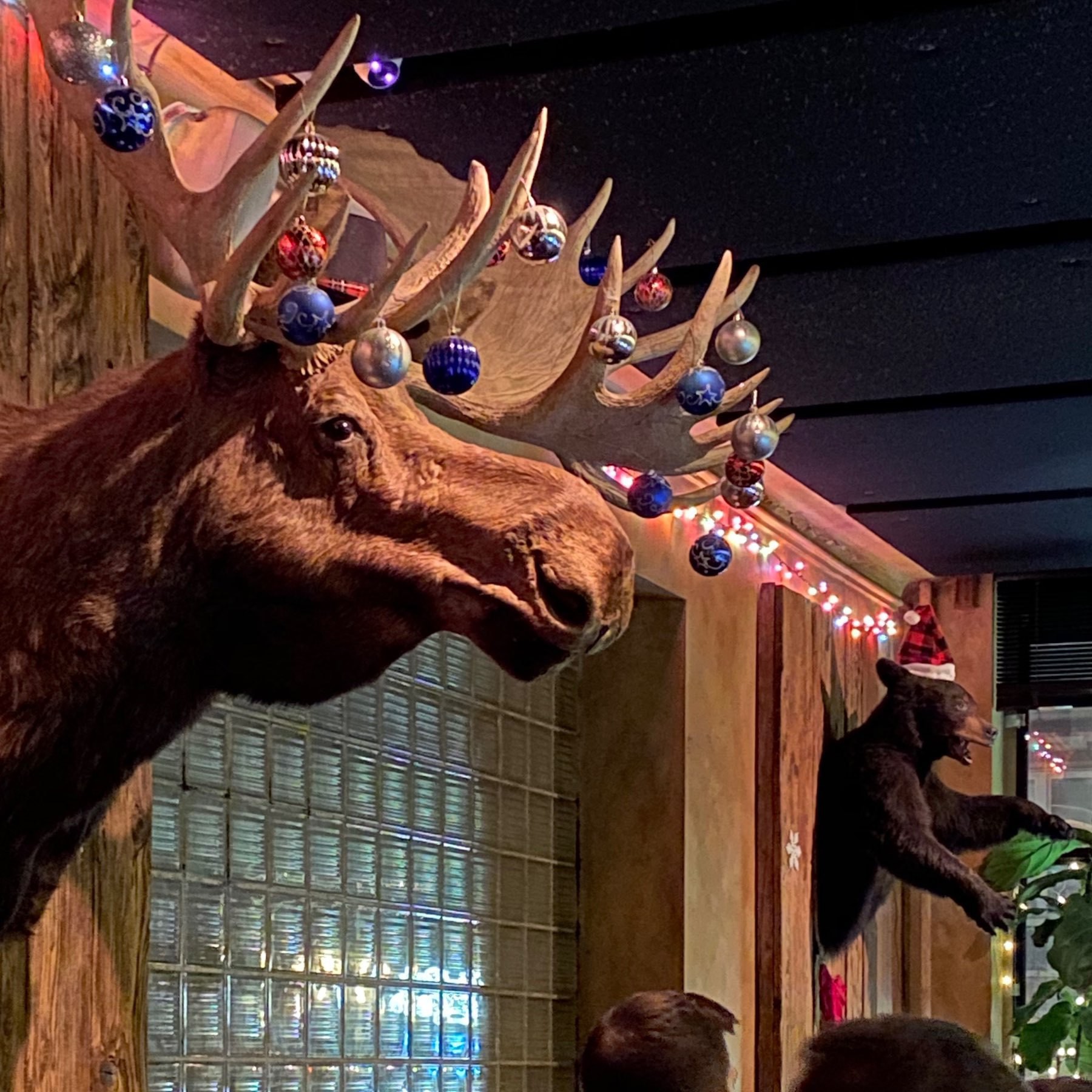 Large moose head mounted on a bar wall with christmas ornaments hanging from antlers