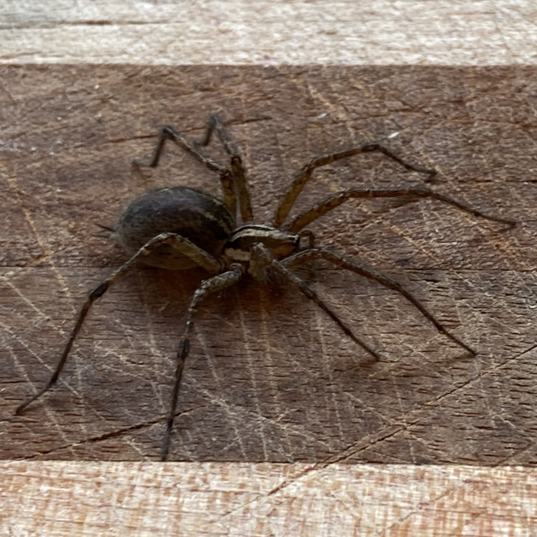 large brown spider on a cutting board