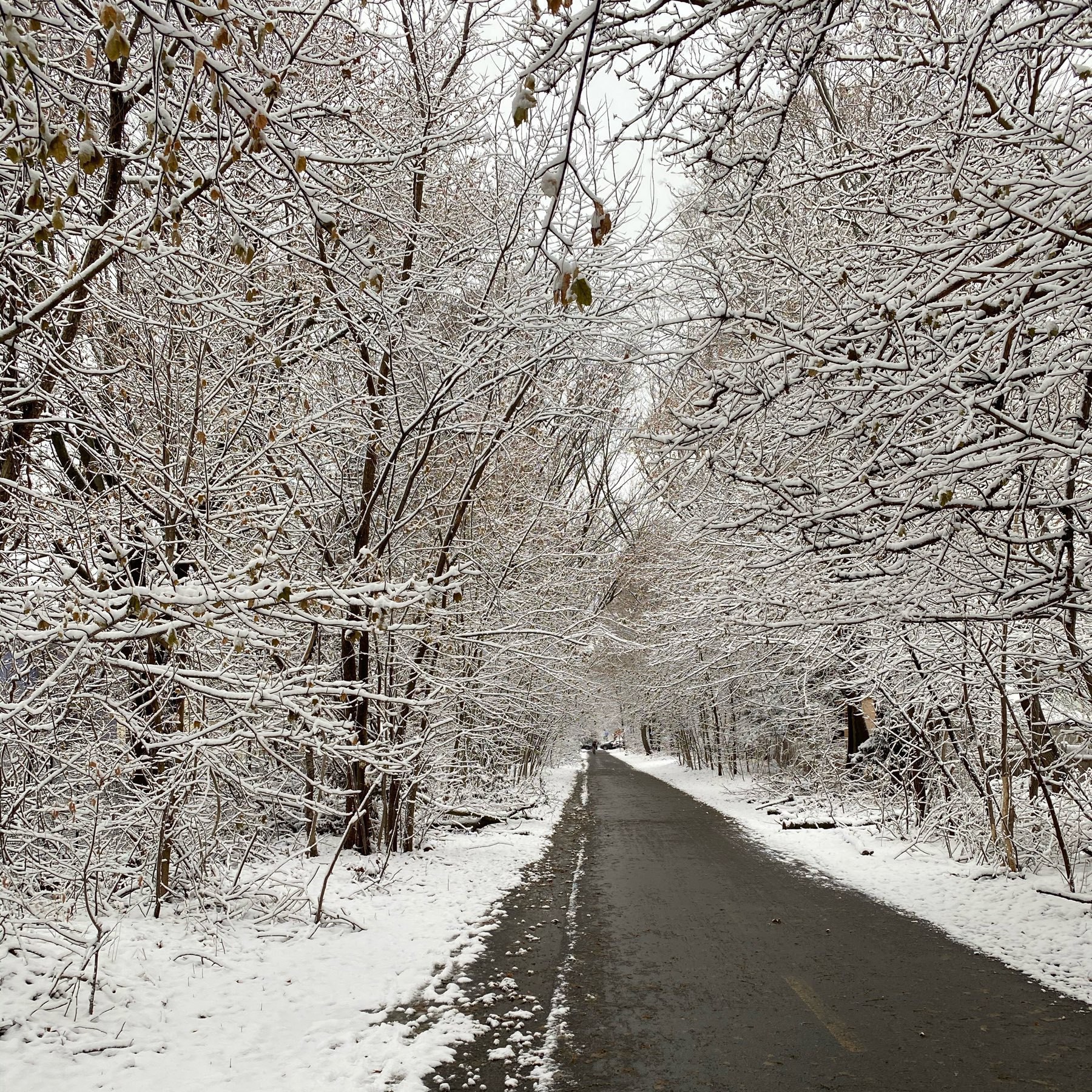 snow covered winter trees surrounding a long paved bikeway