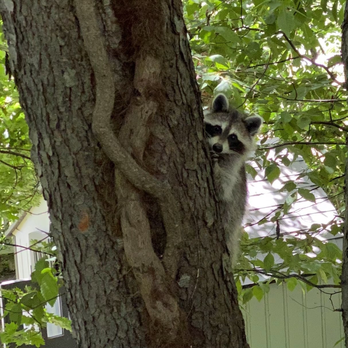 a raccoon climbing a tree, looking at the camera