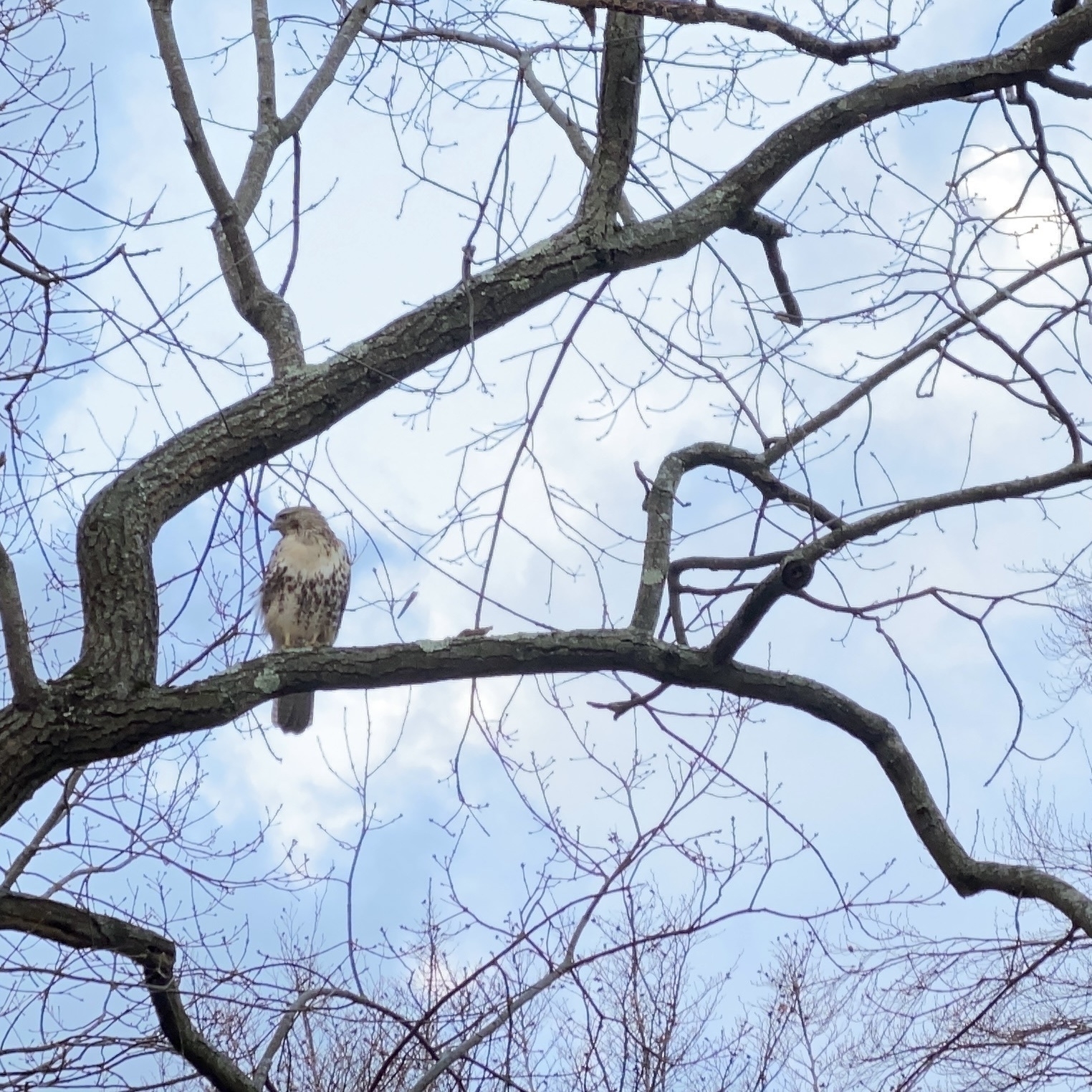 hawk in a tree against a dim blue aky