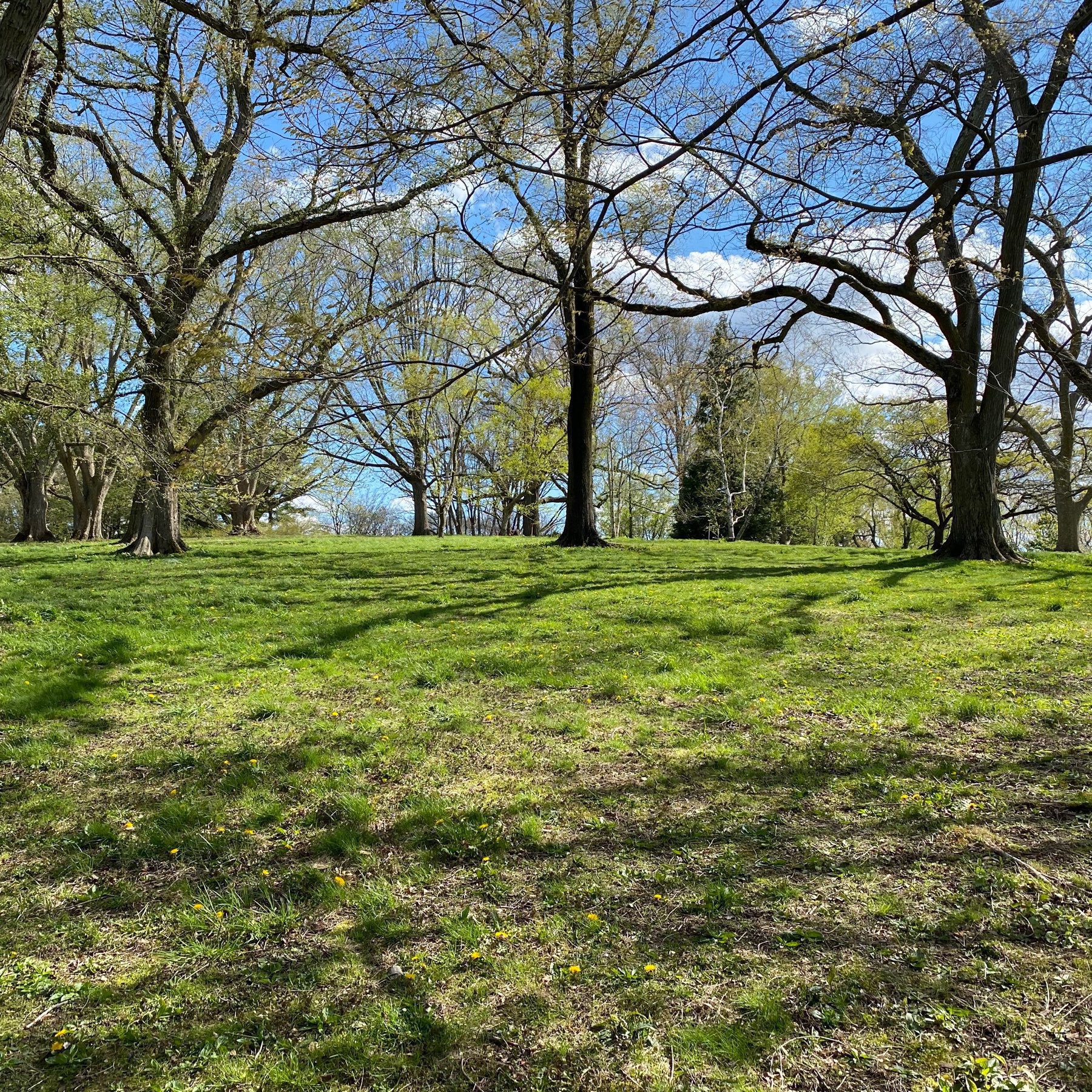 picture of a grassy hill with trees and a blue sky behind