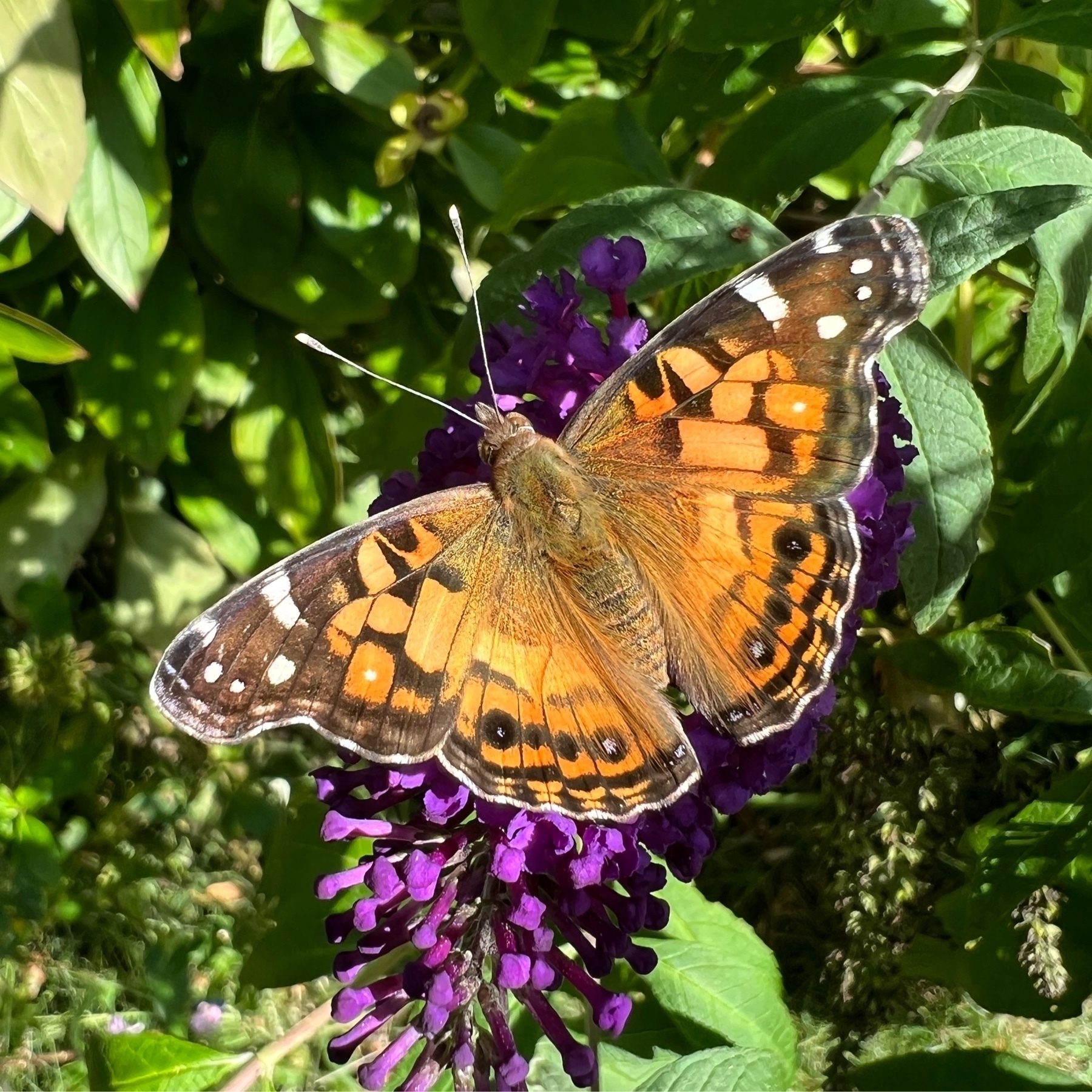 close up picture od an orange and black butterfly against a purple flower