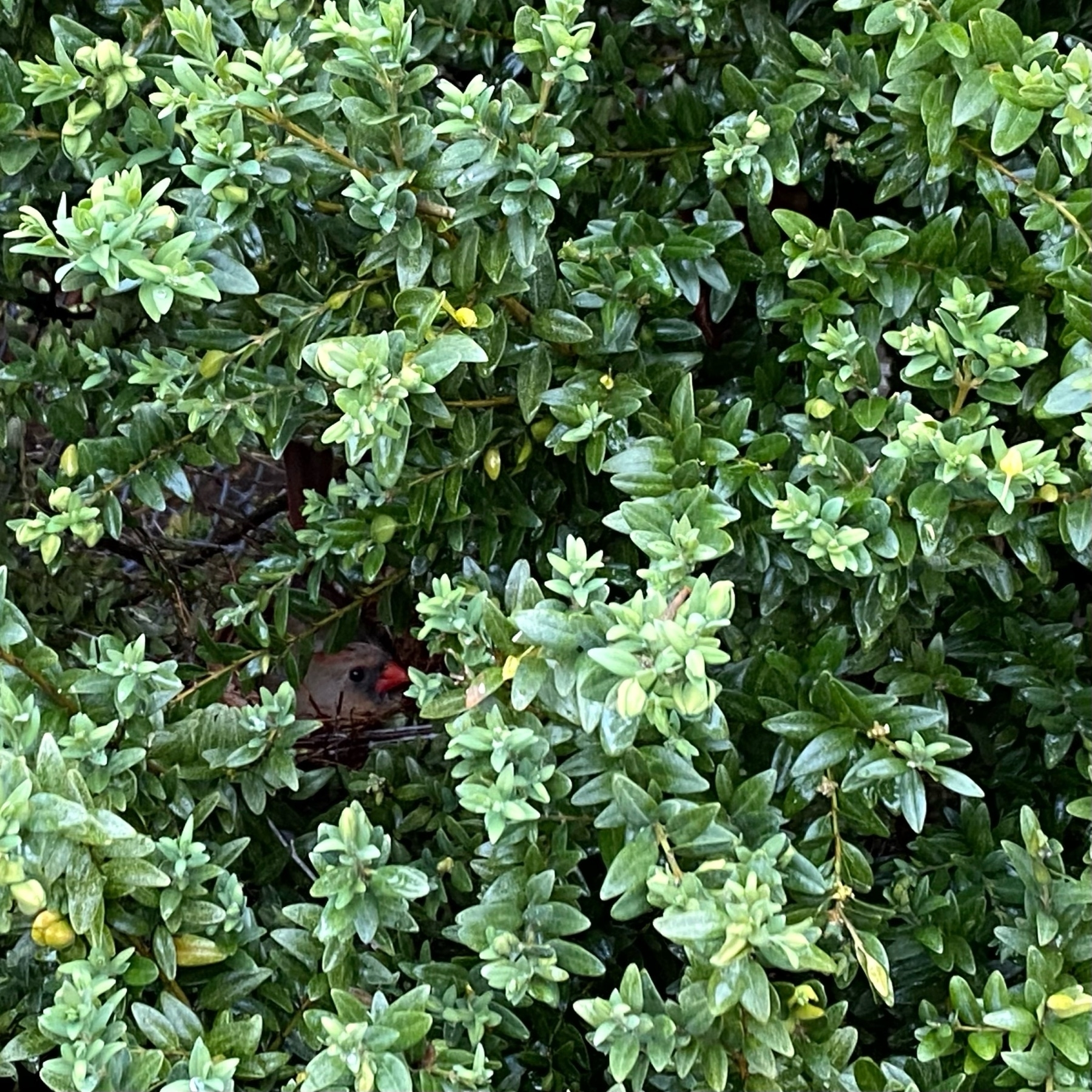 photo of a green bush with a tiny cardinal head poking out