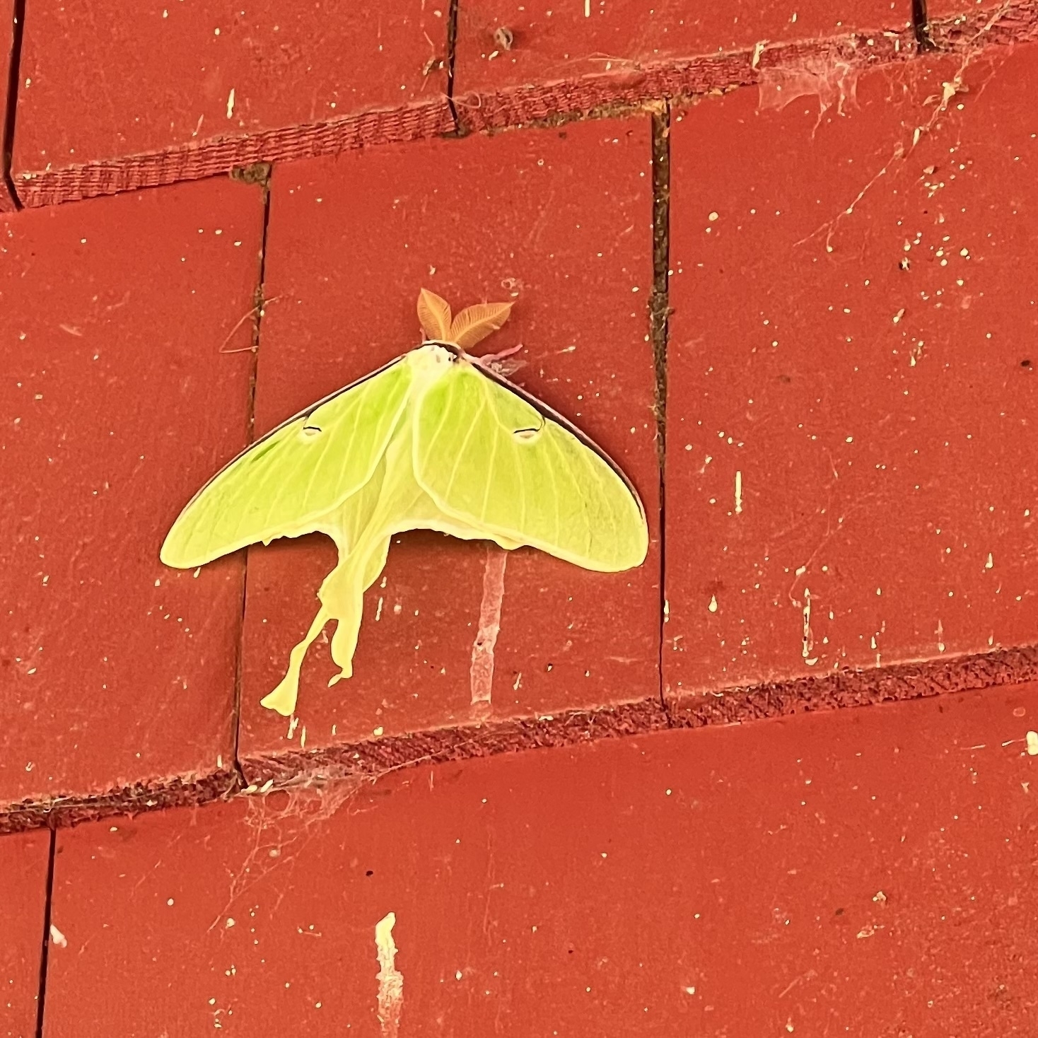large, green moth in daylight against red shingles