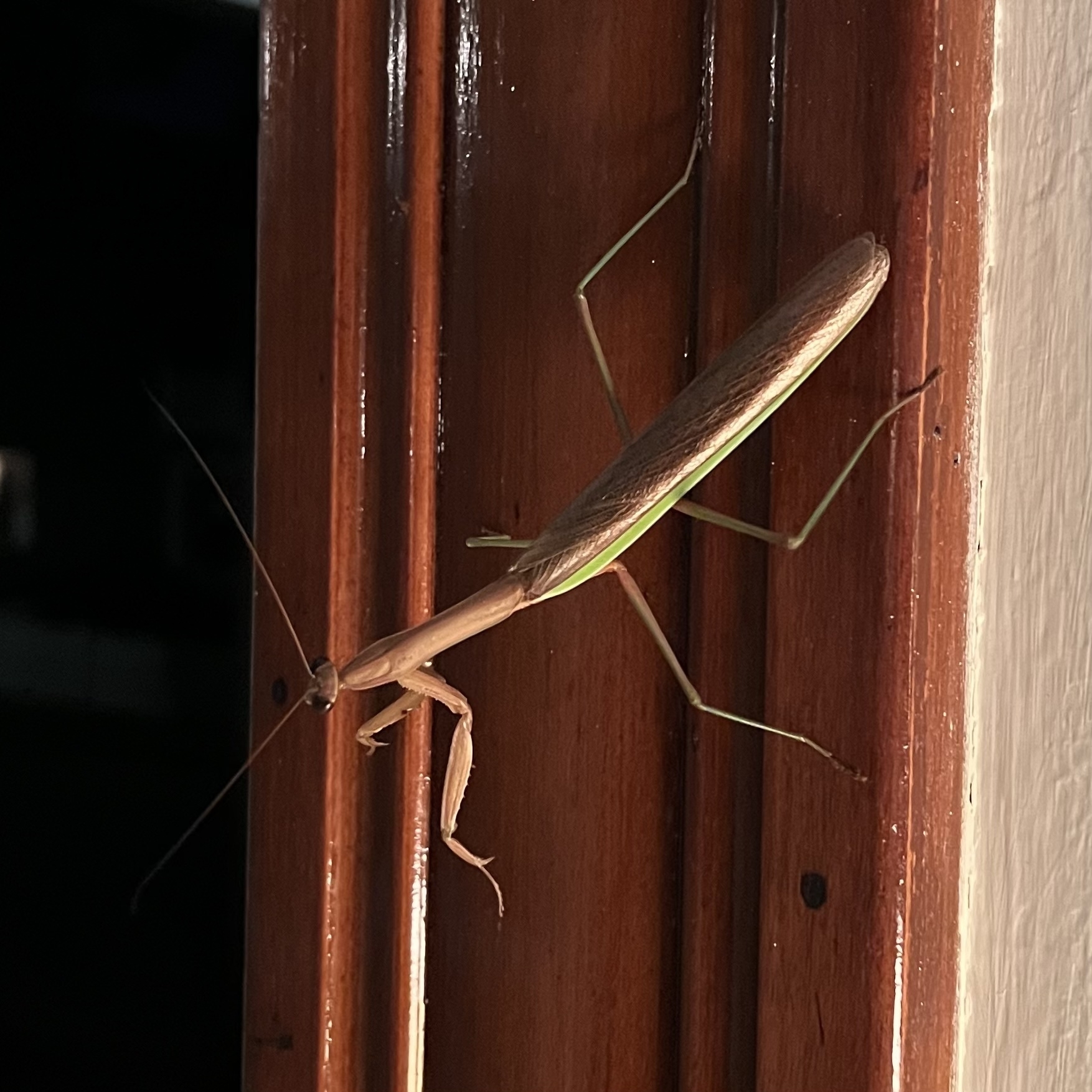 a large insect with brown and green body, long legs, and stick-like appearance, resting on the indoor side of a lacquered dark wood door frame, with dark night visible out the open door