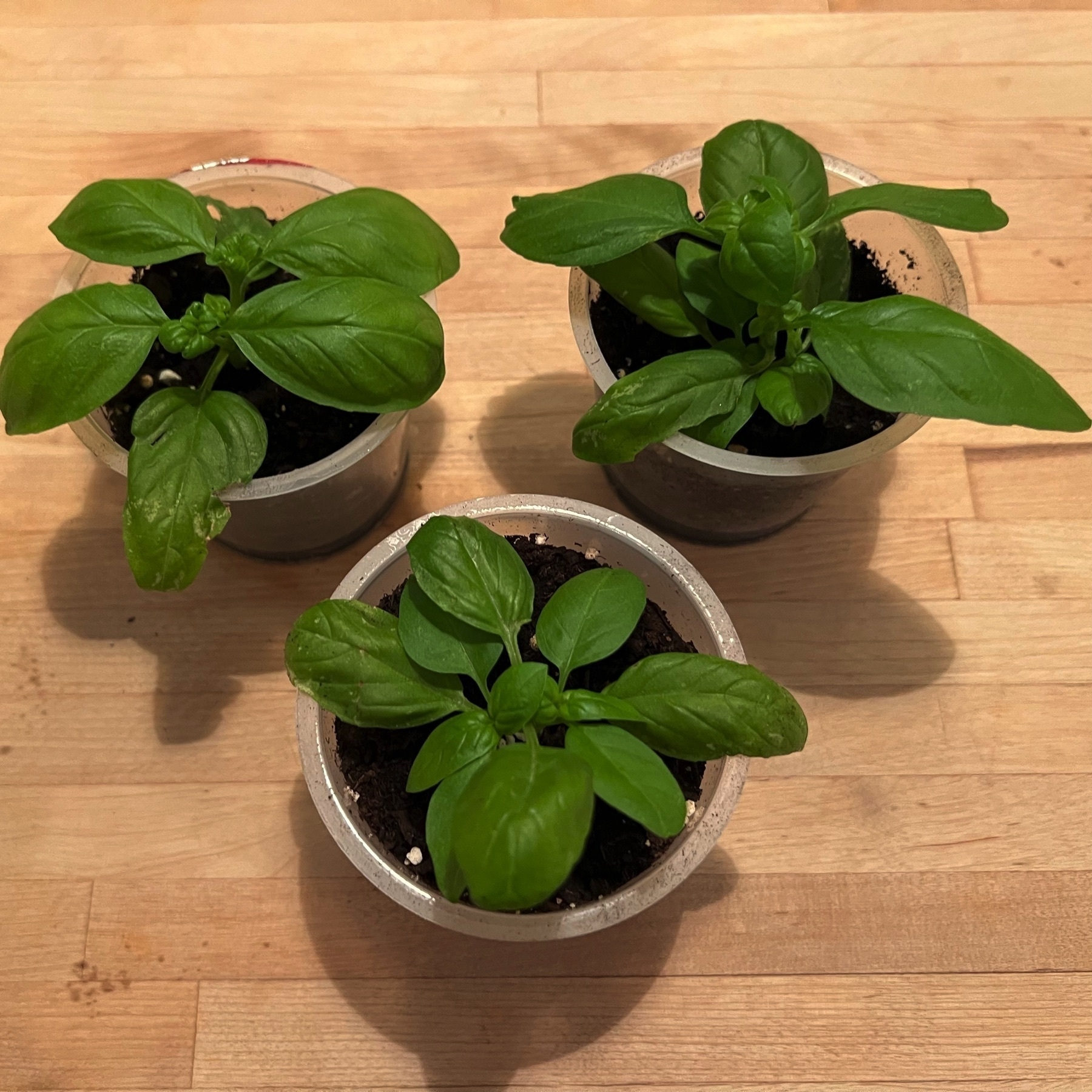 Picture of the three small basil plants in small cups, against a wood counter background