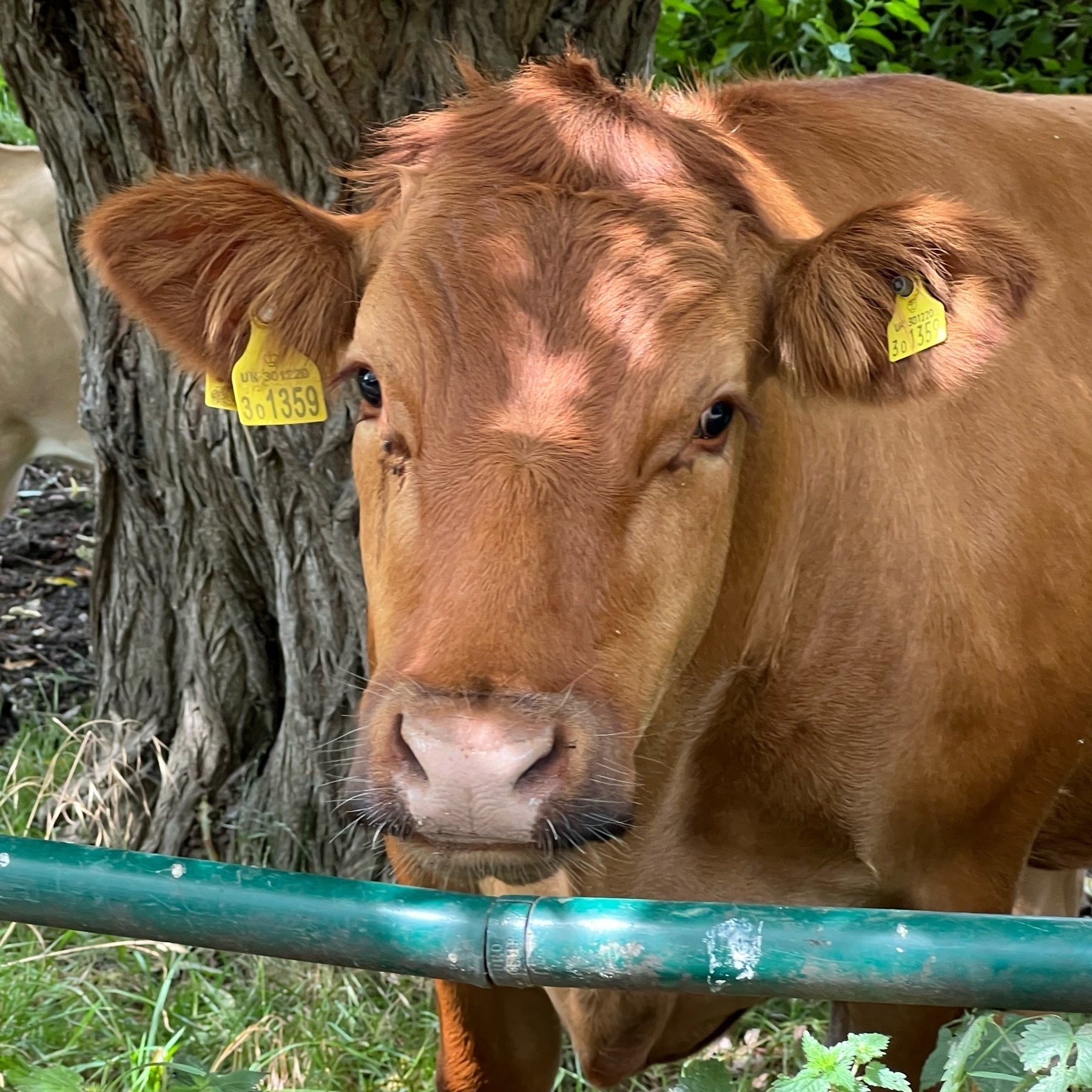 brown cow with yellow ear tags, looking right into the camera