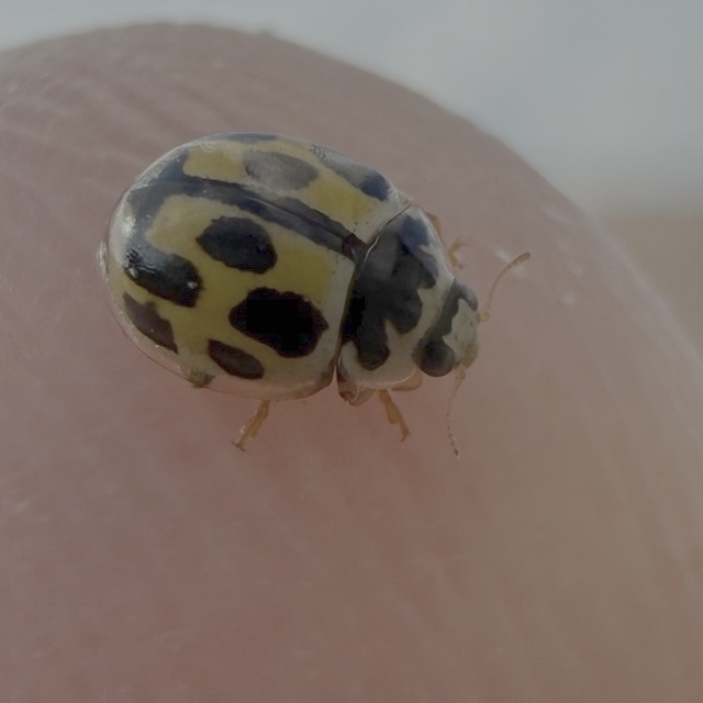 A tiny ladybug-like beetle with yellow shell and black spots. The size of the bug is only a fraction of the tip of my finger, where it rests.
