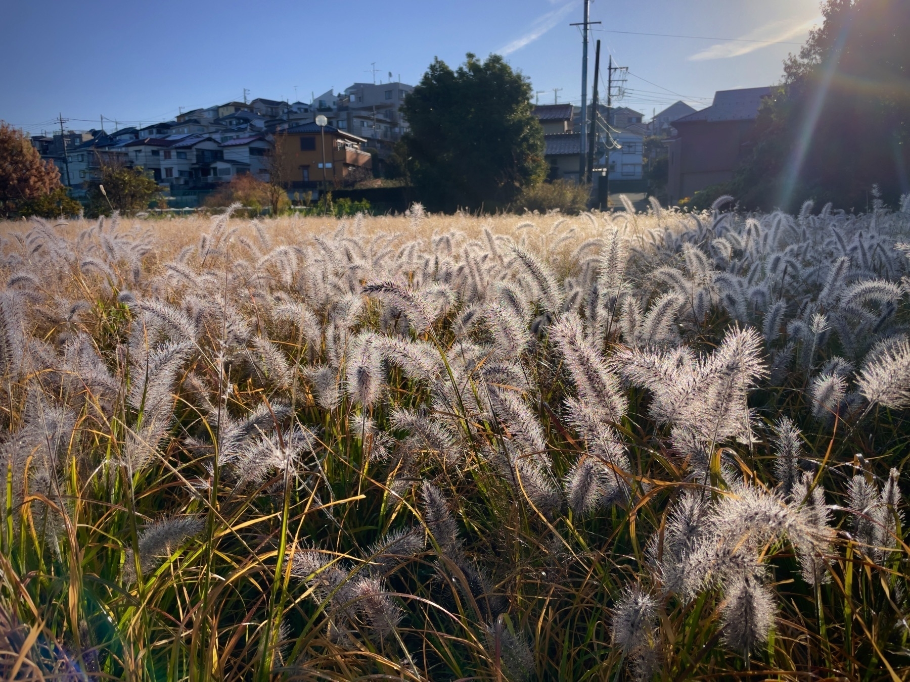 Photo of fall grasses in Yokohama Japan by Rick Cogley