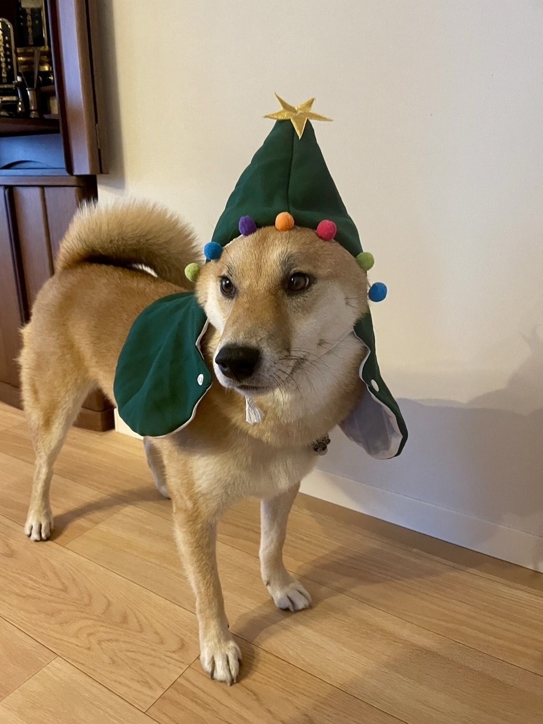A Shiba dog in a Christmas Tree outfit. 