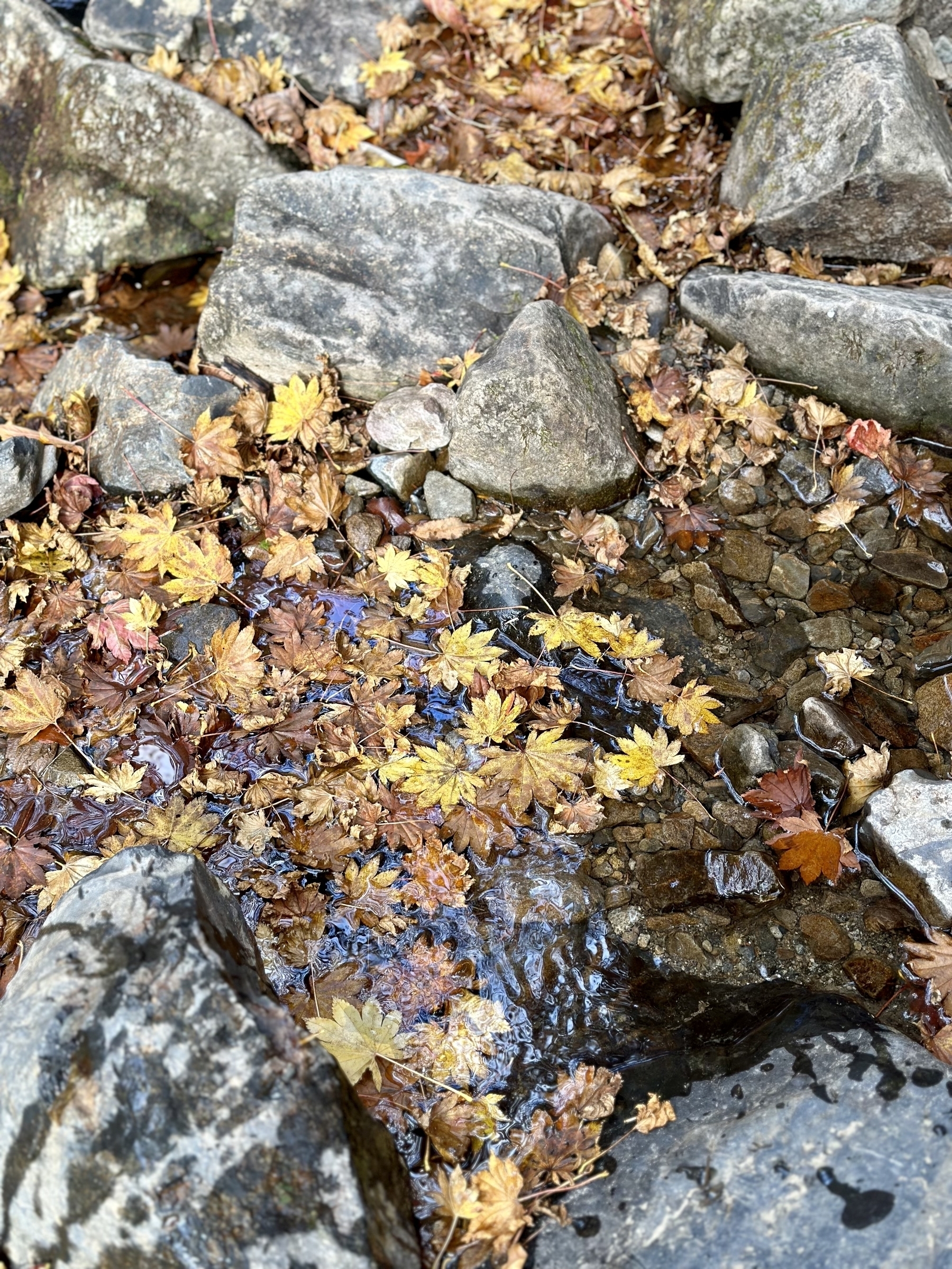 Fall leaves on water among rocks. 