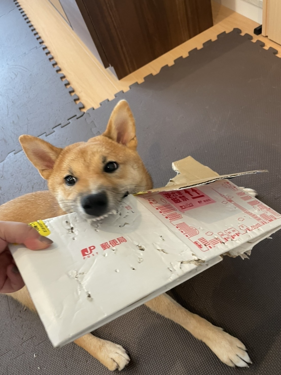 Dog biting a cardboard box
