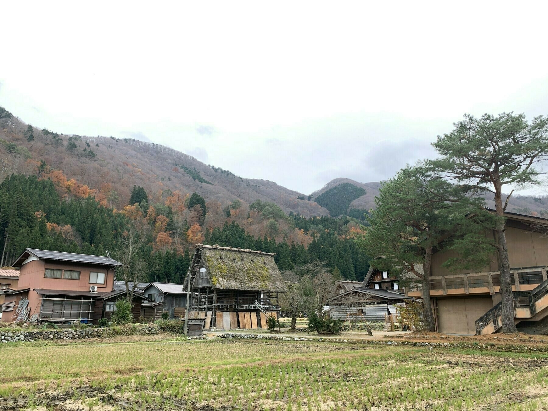 Thatched roof houses across a field in an area of Japan that gets snow. 