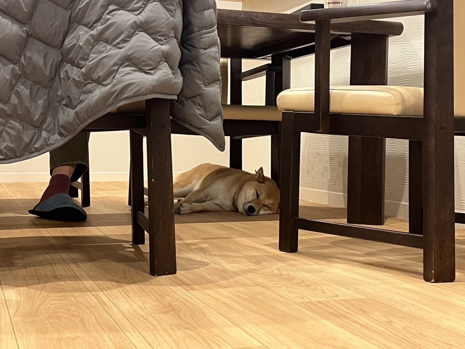 A Shiba dog sleeps on tan flooring under a dining table. 