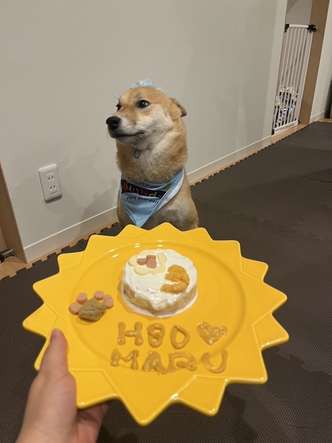 Dog waiting on person handing him a special birthday meal on a yellow plate. 