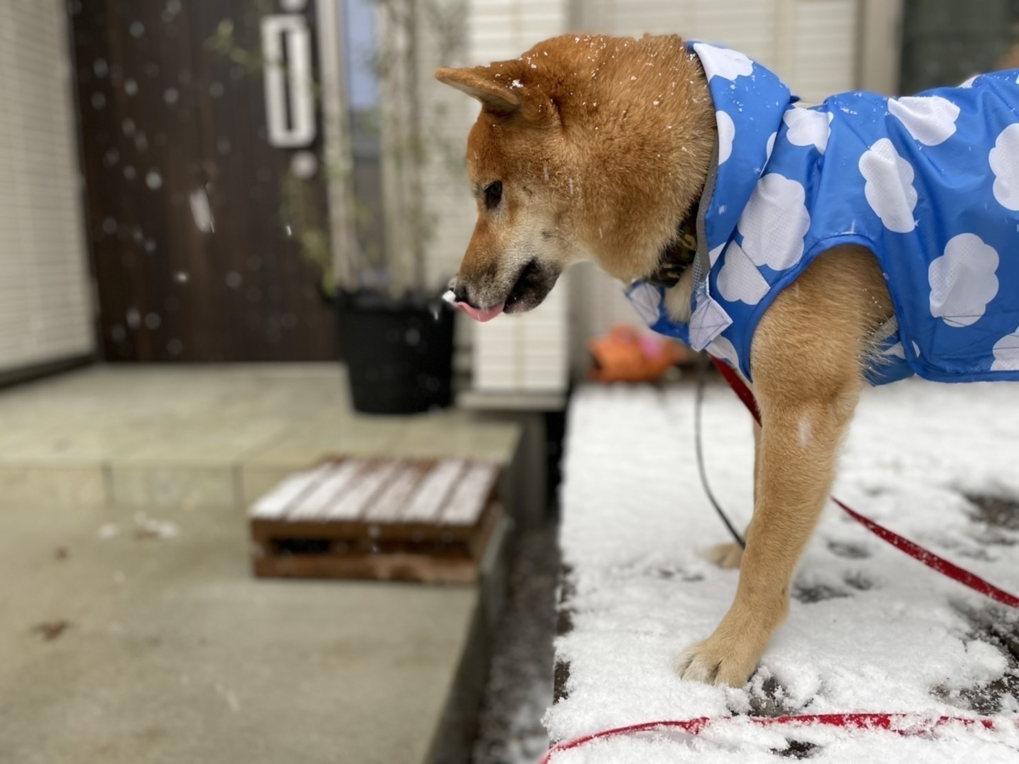 A Shiba dog wearing a blue and white raincoat catching snow on his tongue. 