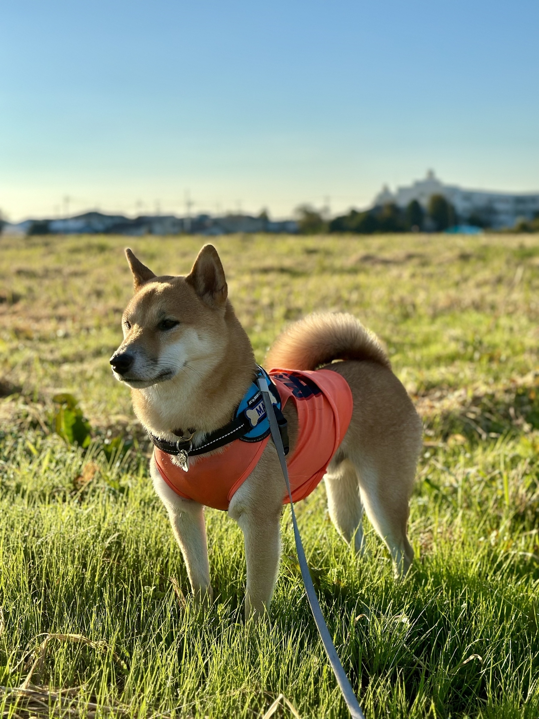 Shiba dog in an orange shirt standing in a large grassy field.