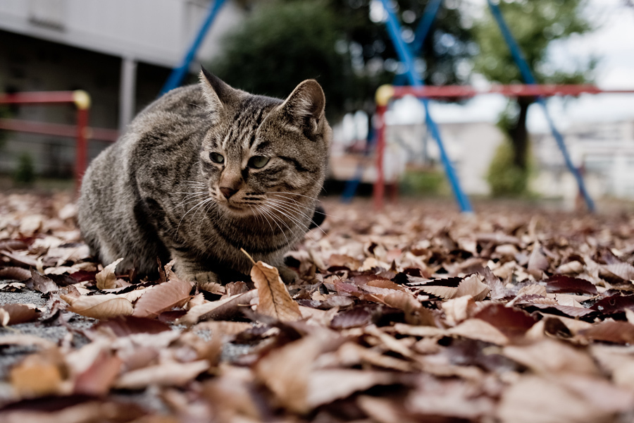 Cat with a grey, brown and black coat crouches on leaves in a park in Japan. You can see playground equipment in the background. 