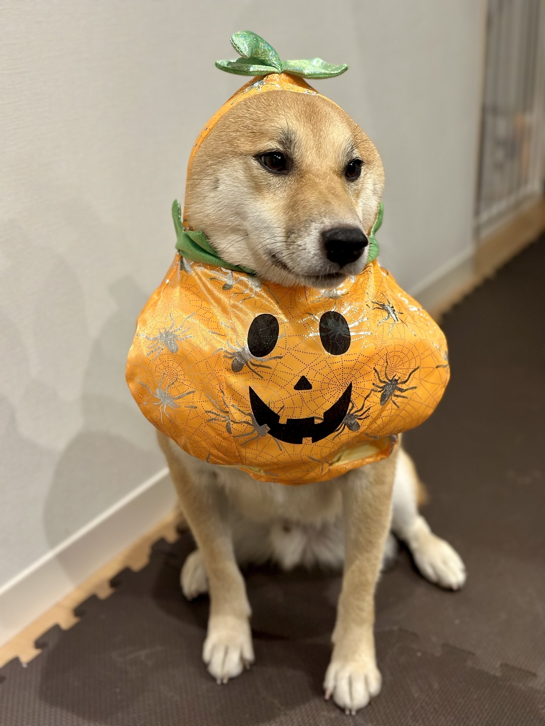 Shiba dog looking unhappy in Halloween costume. 