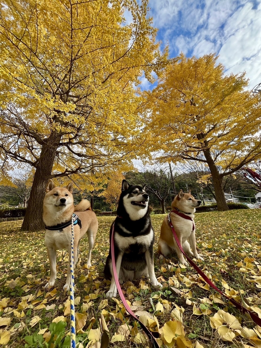 Three Shiba dogs on yellow fallen leaves. 