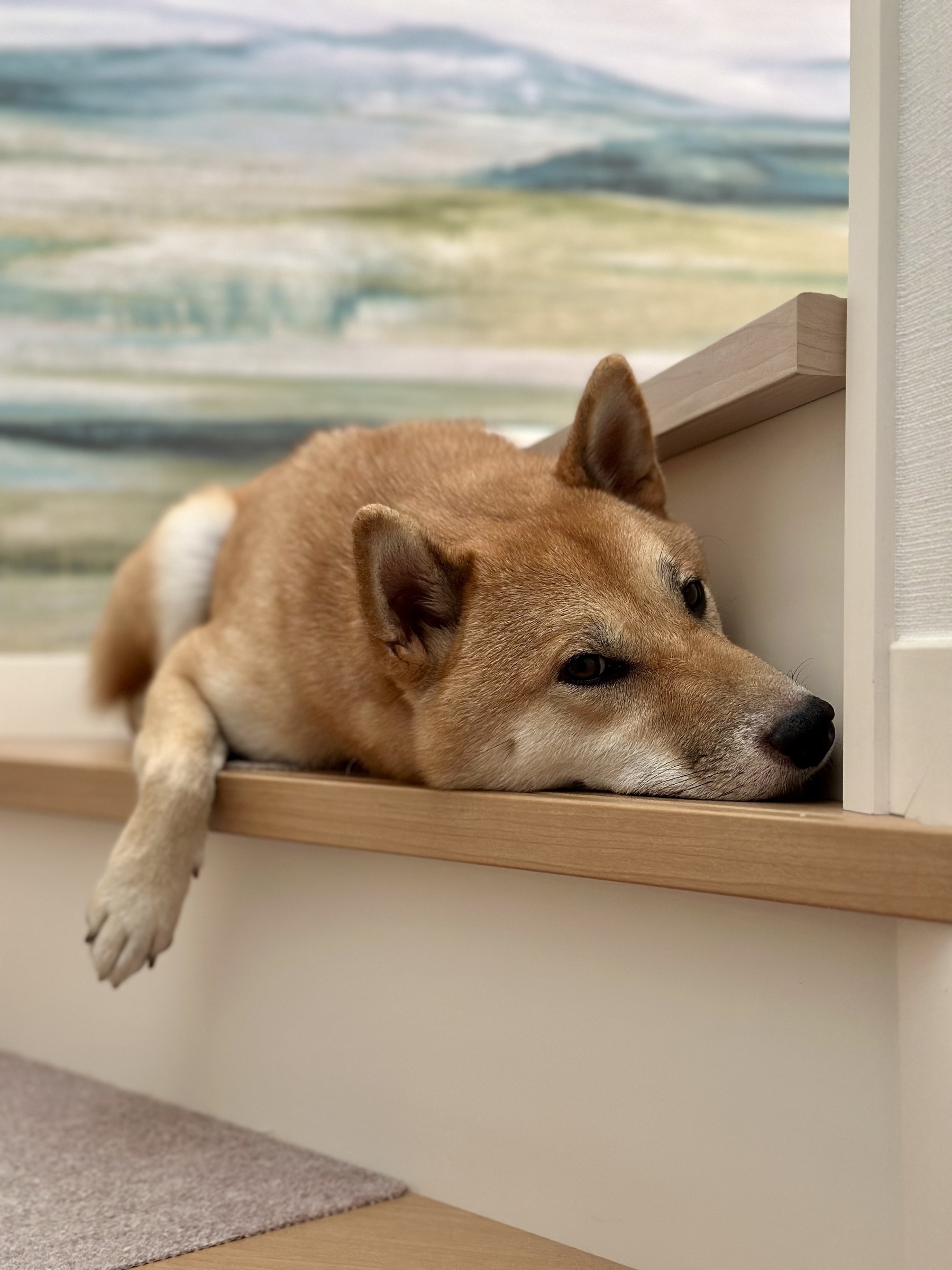 A Shiba dog on the stairs in a house, looking lonesome. 