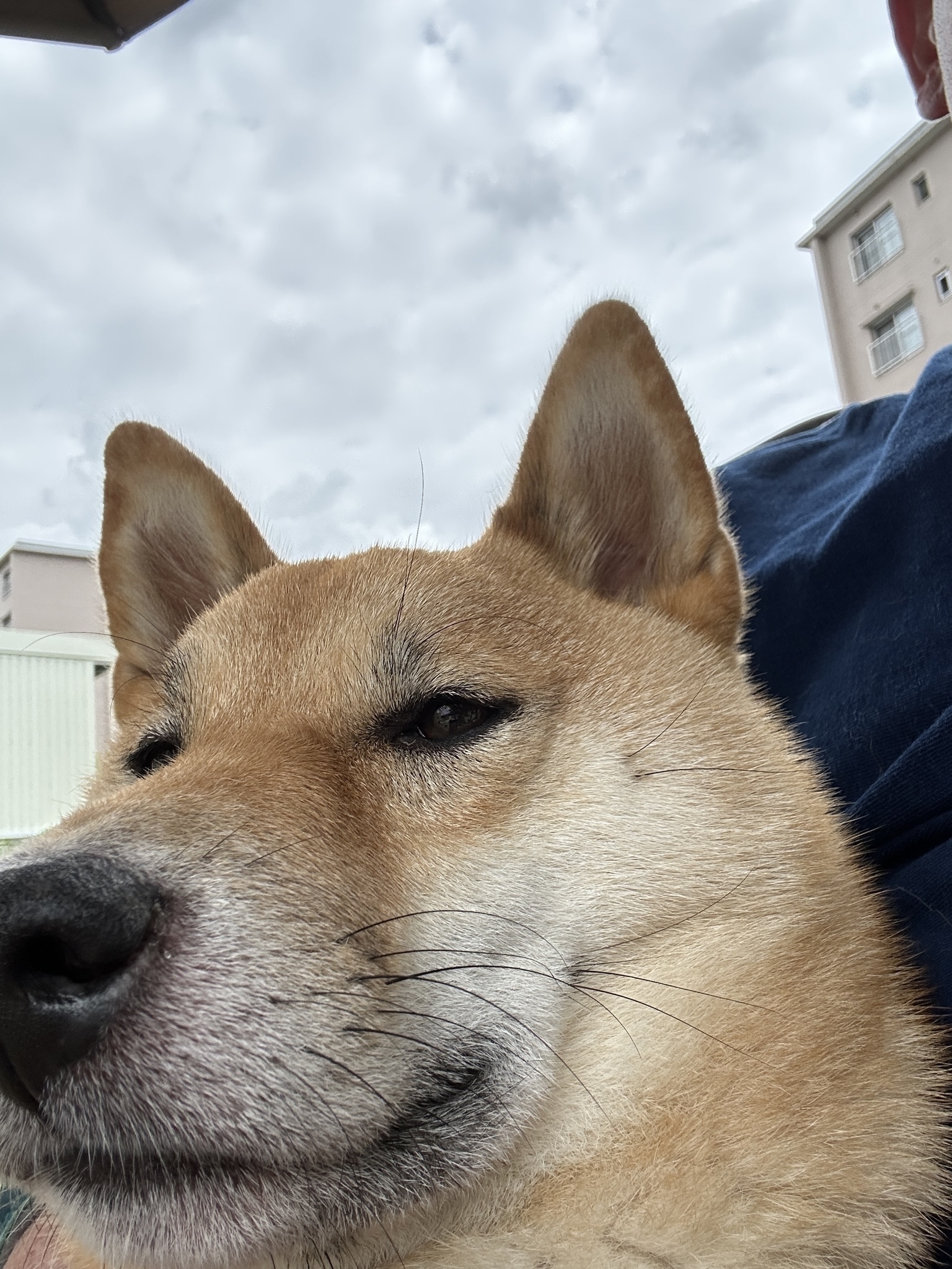 A Shiba dog’s face up close. 