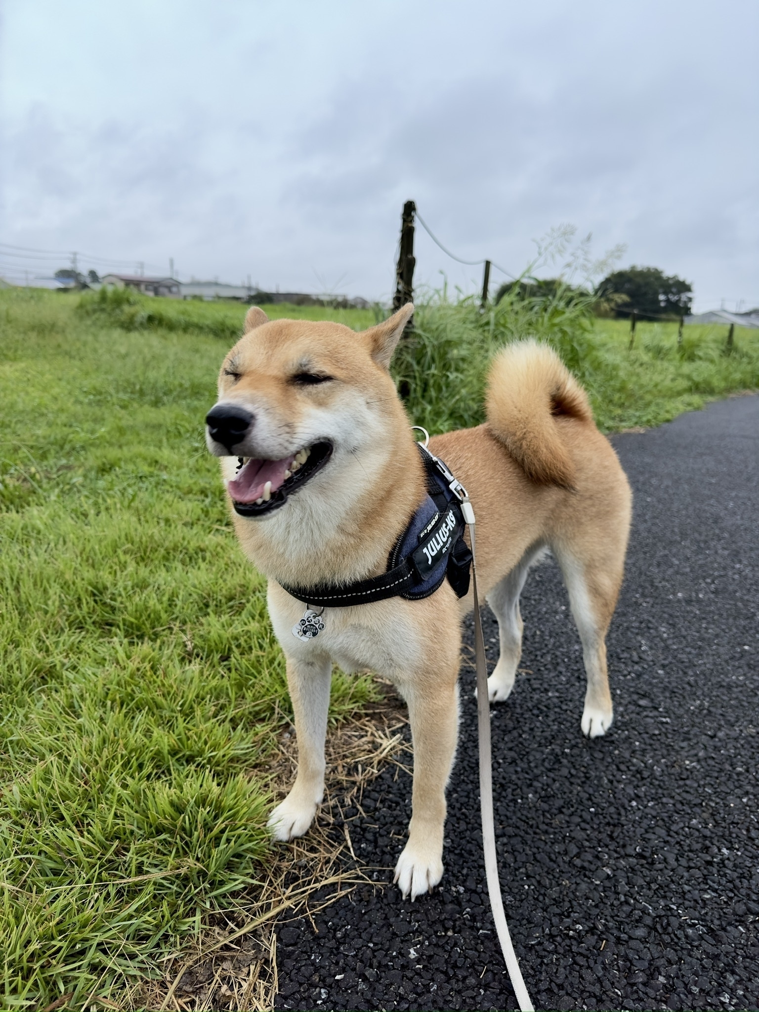 Photo of Maru the Shiba on a drizzly day